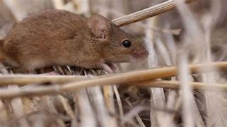 MEDIA RELEASE: Nearly 800 SA grain producers raise alarm on diesel and fertiliser as conflict continues